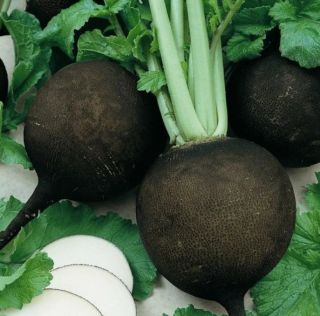 (м.ф.) Редька Чернавка серия 2,0г