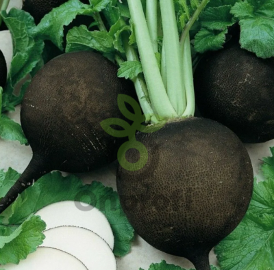 (м.ф.) Редька Чернавка серия 2,0г