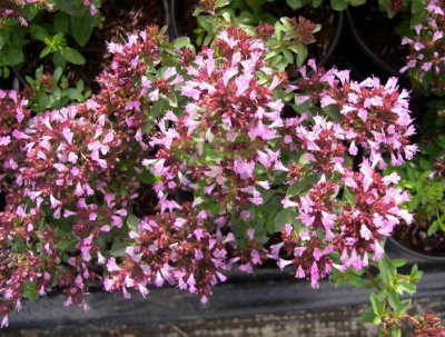 Душица обыкновенная Фея, 0,1гр (фасовка)