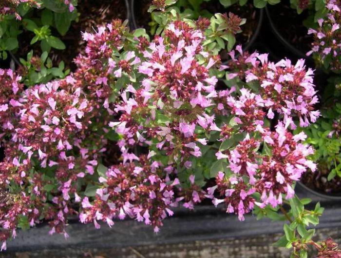 Душица обыкновенная Фея, 0,1гр (фасовка)