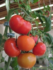 Томат Розовые щечки, 0,5гр (фасовка)