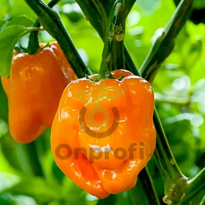 (м.ф) Перец острый Хабанеро оранжевый, 6с