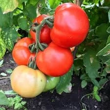 Томат Новинка 1114 F1 Ницсса,
