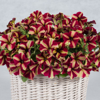 (п.ф.) Петуния Май Джой Еллоу Бронз Ред, 100 драже (№9-5-39) Поиск