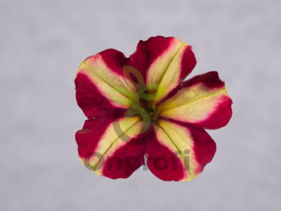 (п.ф.) Петуния Май Джой Еллоу Бронз Ред, 100 драже (№9-5-39) Поиск