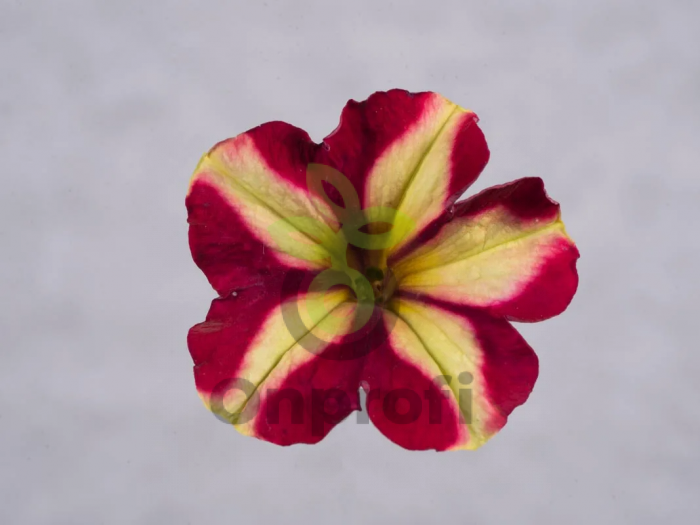 (п.ф.) Петуния Май Джой Еллоу Бронз Ред, 100 драже (№9-5-39) Поиск