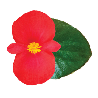 (п.ф.) Бегония Викинг XL Ред Он Грин, 100 шт (№6-151)