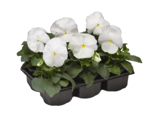 (п.ф.) Виола Виттрока Колоссус Вайт F1, 100 шт (№4-58)