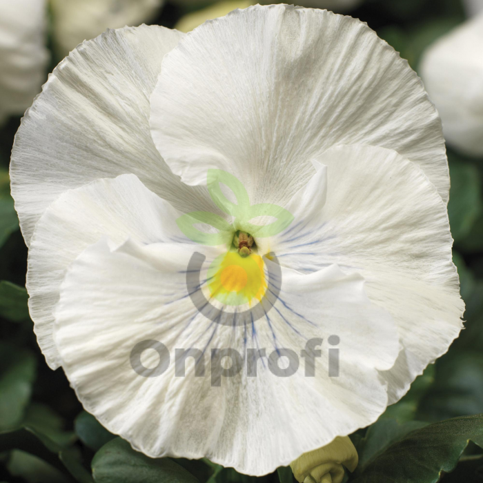 (п.ф.) Виола Виттрока Колоссус Вайт F1, 100 шт (№4-58)