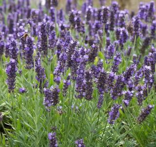 (п.ф.) Лаванда Блю Спир F1, 1000 шт (№6-460)