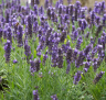 (п.ф.) Лаванда Блю Спир F1, 1000 шт (№6-460)