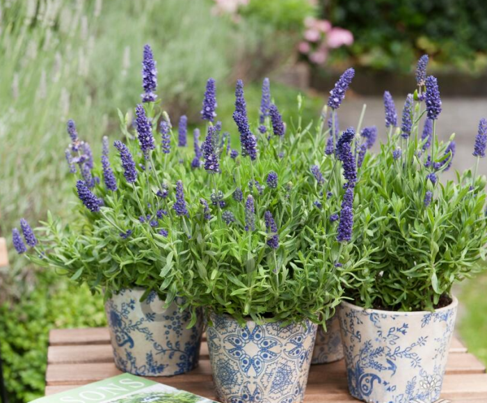 (п.ф.) Лаванда Блю Спир F1, 1000 шт (№6-460)