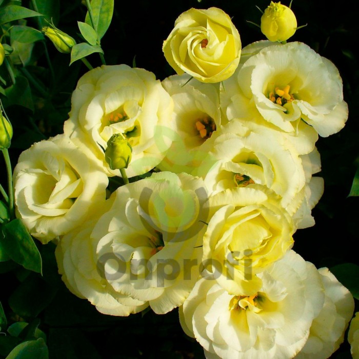 (п.ф.) Эустома Эхо Еллоу F1,