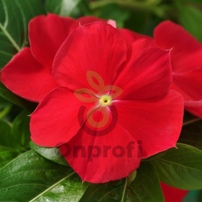 (п.ф.) Катарантус Медитеррианен ХР Ред, 100 шт (№7-72)