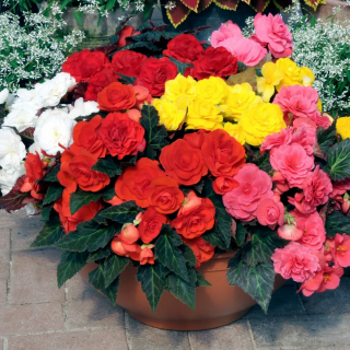 (п.ф.) Бегония Нонстоп Микс,