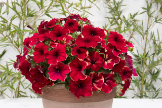 (п.ф.) Петуния Романтика Джульетта,