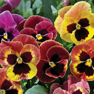 (п.ф.) Виола Виттрока Мамонт Сингриа Панч F1,