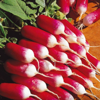 Редис 18 дней, 5гр (фасовка)