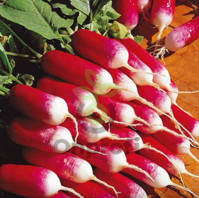 Редис 18 дней, 5гр (фасовка)