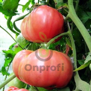 Томат Розовый Гигант, 0,5гр (фасовка)