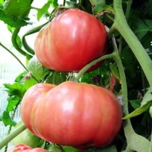 Томат Розовый Гигант, 0,5гр (фасовка)