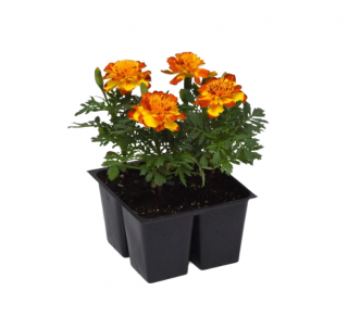 (п.ф.) Бархатцы Фламенко,