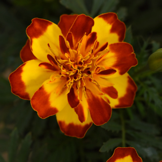 (п.ф.) Бархатцы Фламенко,