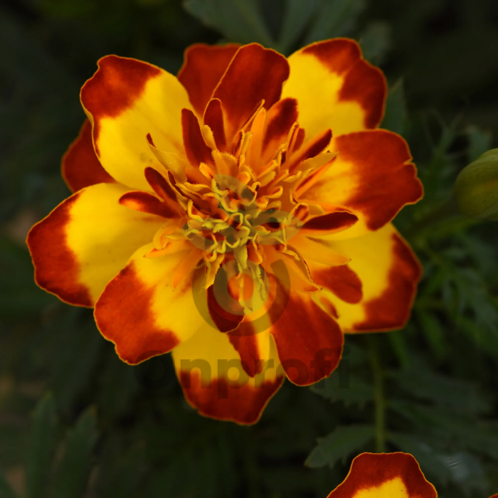 (п.ф.) Бархатцы Фламенко,