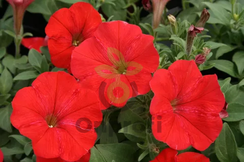 (п.ф.) Петуния Нуволари Ред, 100 шт (№9-1-65)