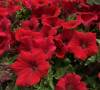 (п.ф.) Петуния Нуволари Ред, 100 шт (№9-1-65)