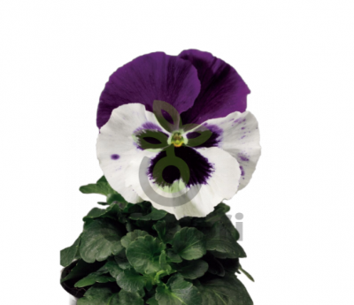 (п.ф.) Виола Виттрока Колоссус Вайт Виз Парпл Винг F1, 100 шт (№4-59)