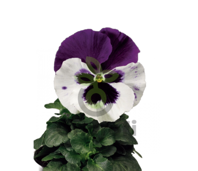 (п.ф.) Виола Виттрока Колоссус Вайт Виз Парпл Винг F1, 100 шт (№4-59)