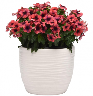 (п.ф.) Катарантус Тату Папайа, 1000 шт (№7-75)