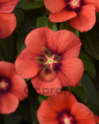 (п.ф.) Катарантус Тату Папайа, 1000 шт (№7-75)