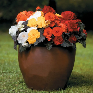 (п.ф.) Бегония Нонстоп Мокка Микс,