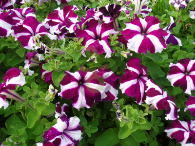 (п.ф.) Петуния Тритуния Парпл Стар,