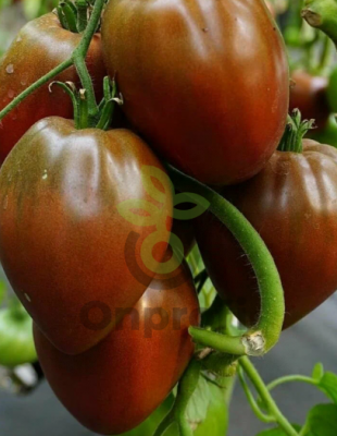 (м.ф.) Томат Бычье Сердце Шоколадное, 0.05гр