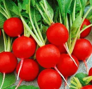 Редис Дуро, 5гр (фасовка)