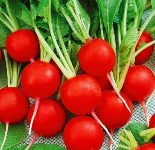 Редис Дуро, 5гр (фасовка)