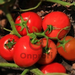 Томат Роксет, 0,5гр (фасовка)