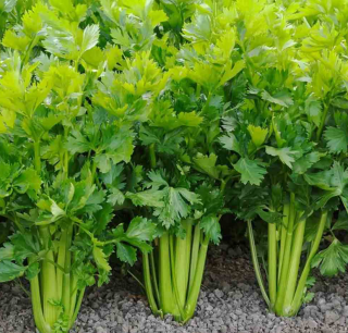 Петрушка Богатырь, 20гр (фасовка)