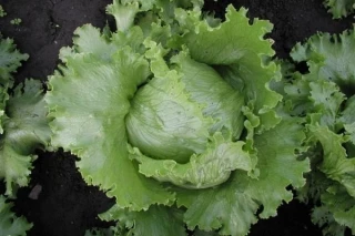 (м.ф) Салат Айсберг 1г