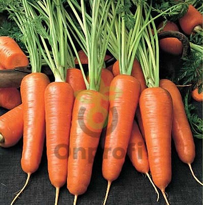 Морковь Абако F1 (фр. 1.6-1,8) , 1млн. шт
