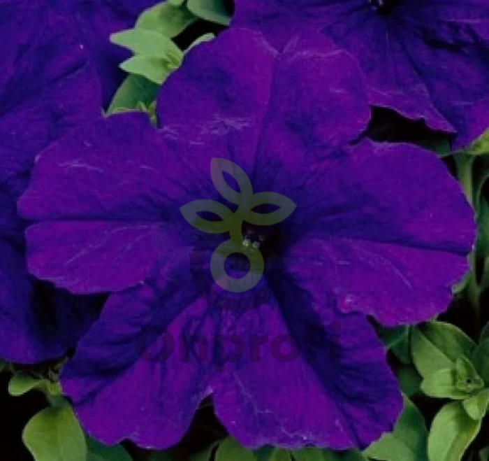 (п.ф.) Петуния Опера Блю, 100 драже (№9-1-22)