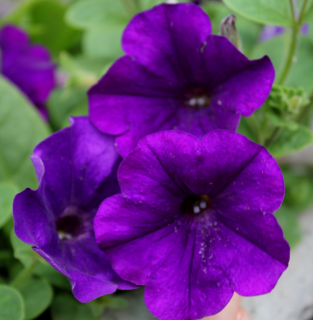 (п.ф.) Петуния Опера Блю, 100 драже (№9-1-22)