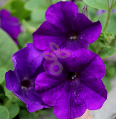 (п.ф.) Петуния Опера Блю, 100 драже (№9-1-22)