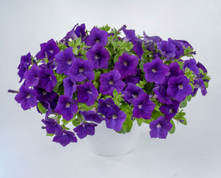 (п.ф.) Петуния Опера Блю, 100 драже (№9-1-22)