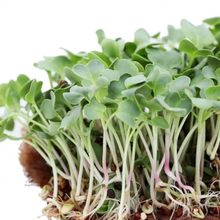 Микрозелень дайкон Бейсбол, 20гр