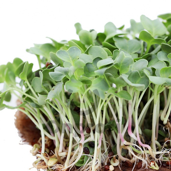 Редис айс кон микрозелень. Микрозелень редька дайкон. Микрозелень редька дайкон. Микрозелень руккола и редис. Микрозелень дайкон.