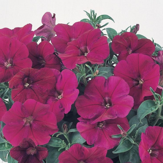 (п.ф.) Петуния Нуволари Виолет, 100 шт (№9-1-64)